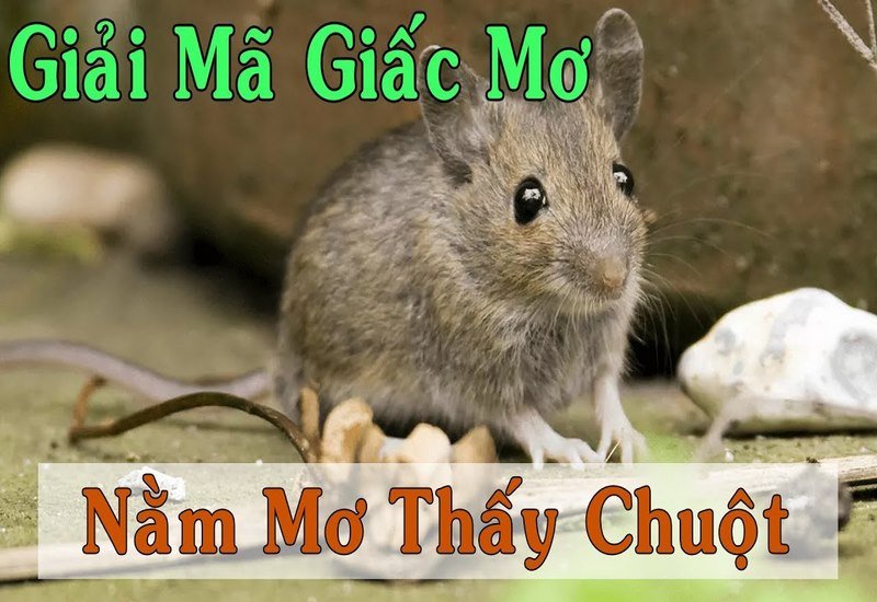 Con chuột mang rất nhiều ý nghĩa đó là sự thay đổi, tái sinh, may mắn